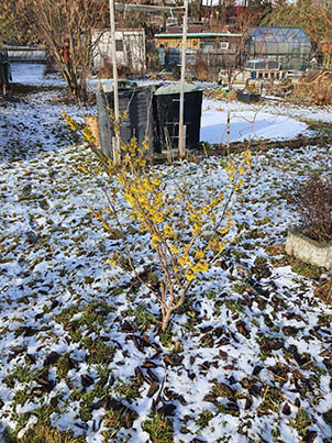 garten im winter