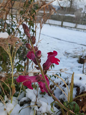 löwenmaul im Schnee