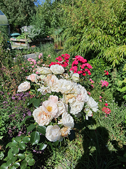 Rosenblüten