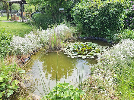 Gartenteich