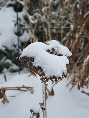 Garten im Winter